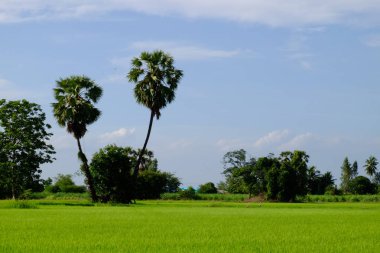 Palmiye ağaçları ve gökyüzü ve beyaz bulutlar ile yeşil alanlar
