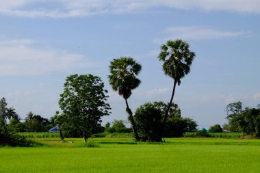 Palmiye ağaçları ve gökyüzü ve beyaz bulutlar ile yeşil alanlar
