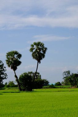 Palmiye ağaçları ve gökyüzü ve beyaz bulutlar ile yeşil alanlar