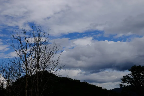 Árvores Fundo Azul Céu Nublado — Fotografia de Stock