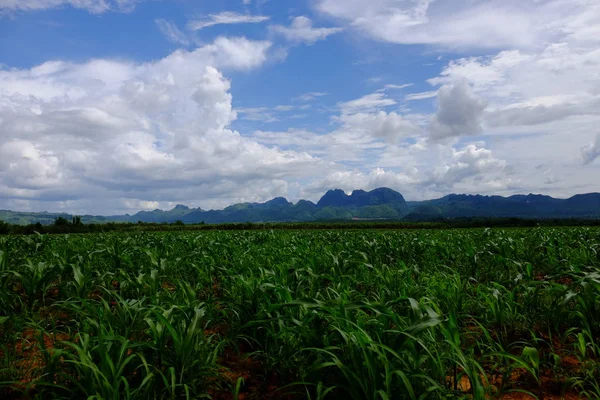 Vista Campo Agrícola Sobre Fundo Céu Azul Nublado — Fotografia de Stock