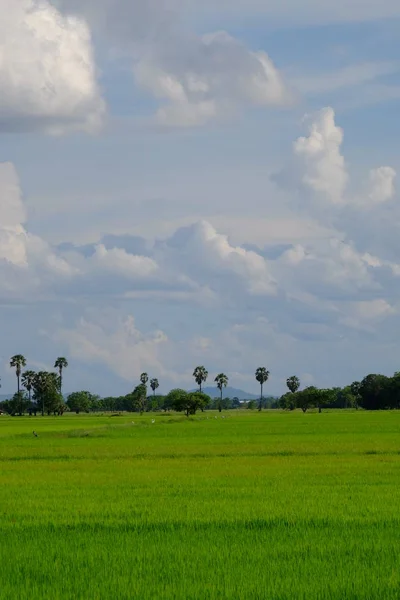 Palmeras Campos Verdes Con Cielo Nubes Blancas — Foto de Stock