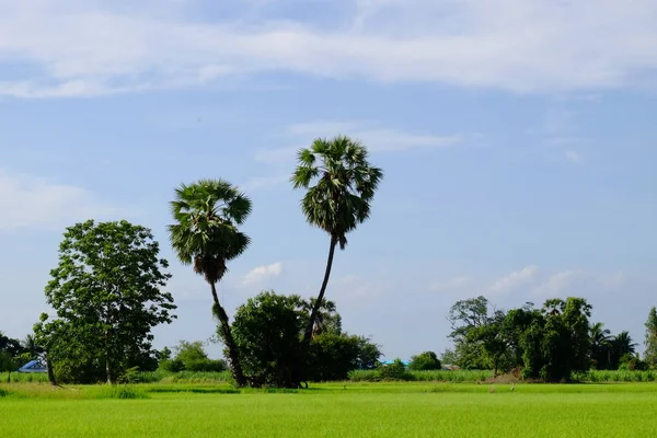 Palmy Zielone Pola Nieba Białych Chmur — Zdjęcie stockowe