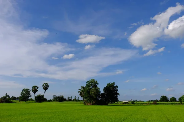 Palmeras Campos Verdes Con Cielo Nubes Blancas —  Fotos de Stock