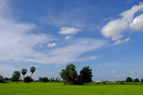 Palmy Zielone Pola Nieba Białych Chmur — Zdjęcie stockowe