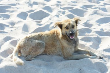 Köpek kumsalda yatıyor.