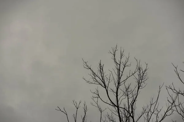 Baum Silhouette Auf Bewölkten Himmel Hintergrund — Stockfoto