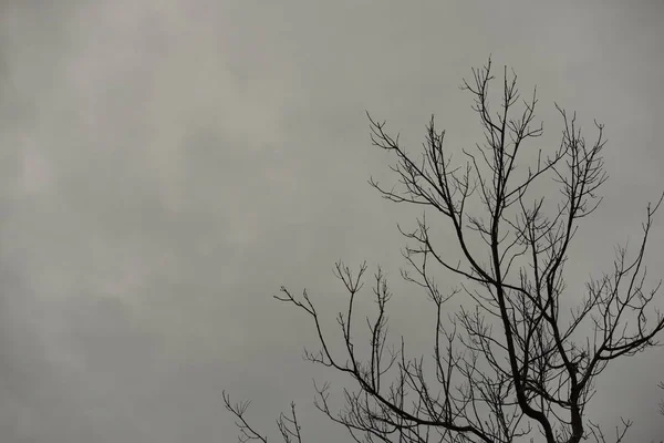Baum Silhouette Auf Bewölkten Himmel Hintergrund — Stockfoto