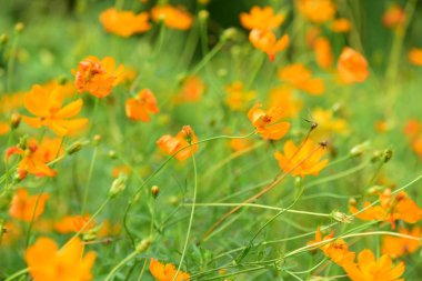 turuncu çiçeklerile alan 