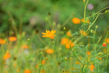 turuncu çiçeklerile alan 