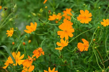 turuncu çiçeklerile alan 