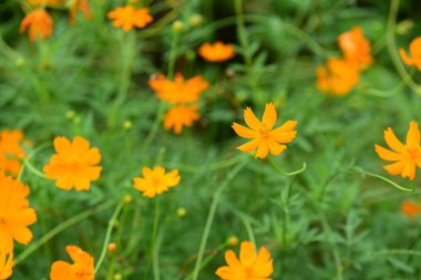 turuncu çiçeklerile alan 