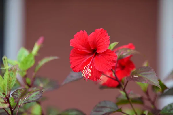 Червоні Квіти Зеленим Листям — стокове фото