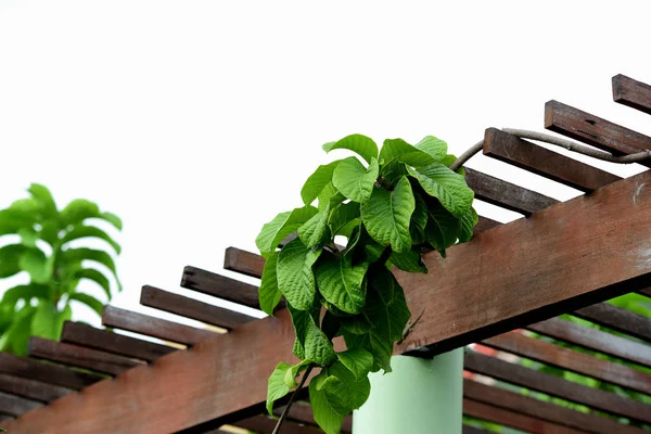 Detail View Green Tree Leaves Wooden House Roof — Stock Photo, Image