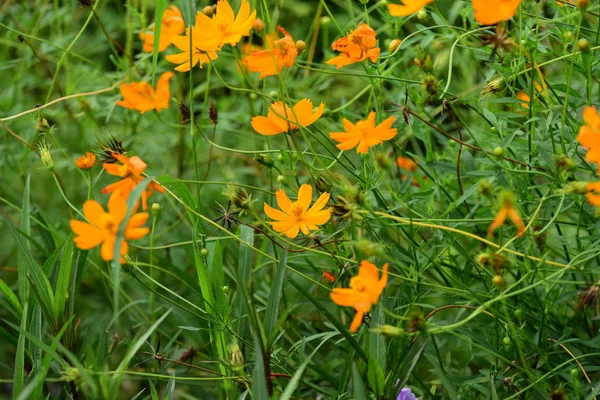 Veld Met Oranje Bloemen — Stockfoto