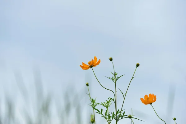 Campo Con Flores Naranjas — Foto de Stock