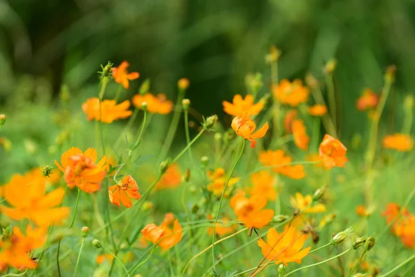Field Orange Flowers — Stock Photo, Image
