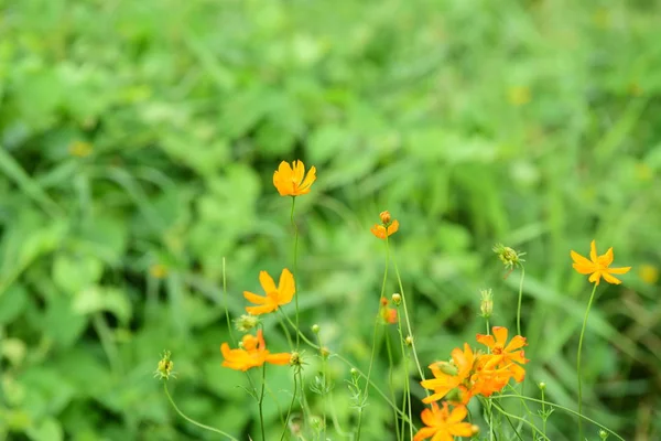 turuncu çiçeklerile alan 