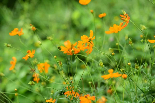 turuncu çiçeklerile alan 