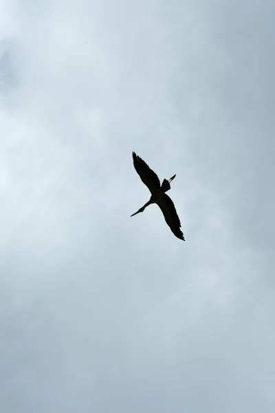 Jeden Pták Letící Šedé Večerní Obloze — Stock fotografie