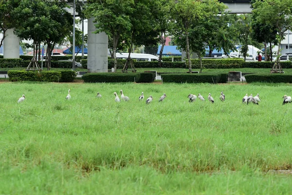 Ptáci Zelené Trávě Slunečného Dne — Stock fotografie