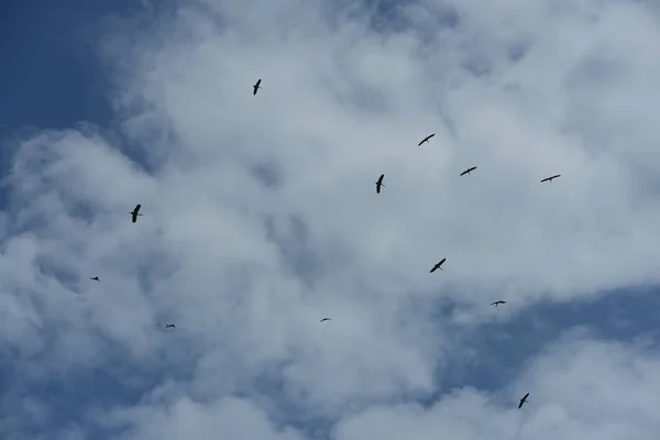 Group Birds Flying Blue Sky — Stock Photo, Image