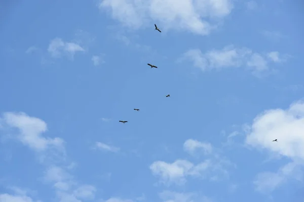 Group Birds Flying Blue Sky — Stock Photo, Image