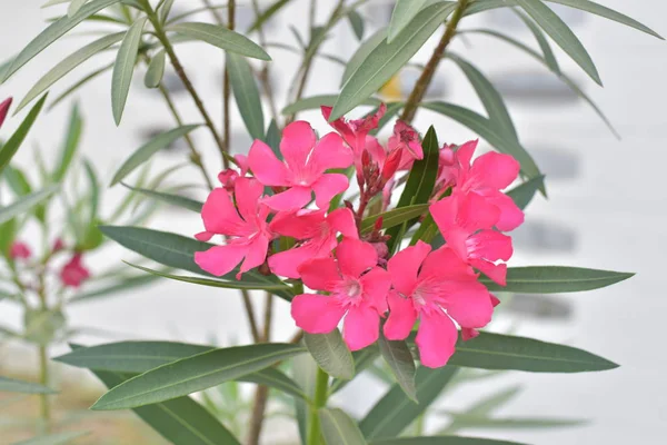 Açık havada büyüyen çiçeklerin kapağını kapatın.