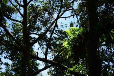tropikal ormanda yeşil ağaçlar.