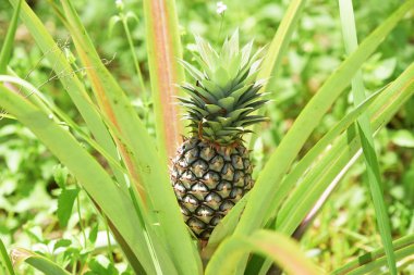 Çiftlikte yetişen ananas tropikal meyvesi 
