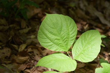 Yeşil tropikal ormanda bırakır