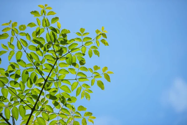 Zelené Listy Během Slunečného Dne — Stock fotografie