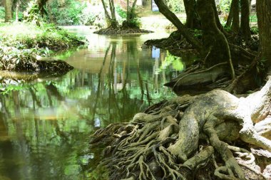 Tayland'da yağmur ormanı güzel şelale.