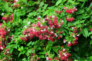 Açık havada büyüyen çiçeklerin kapağını kapatın.