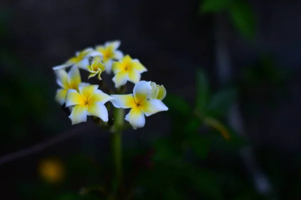 Primo Piano Fiori Che Crescono All Aperto Durante Giorno — Foto Stock