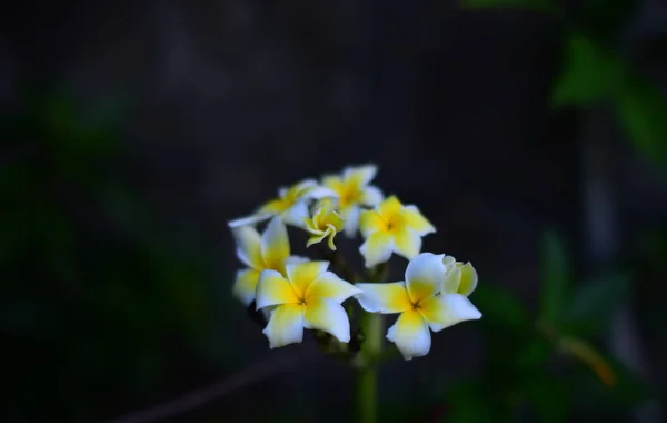 밖에서 자라는 꽃봉오리 — 스톡 사진