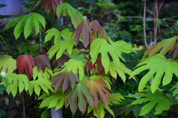 Folhas Coloridas Floresta Tropical — Fotografia de Stock