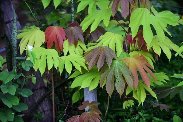 Folhas Coloridas Floresta Tropical — Fotografia de Stock