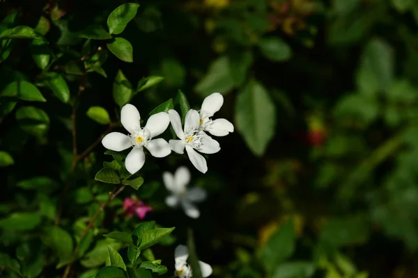 Açık Havada Büyüyen Çiçeklerin Kapağını Kapatın — Stok fotoğraf
