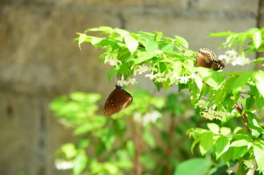 Ormandaki yeşil bitkide kelebekler