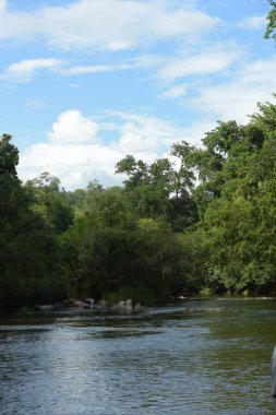 Uzun yeşil ağaçlı Asya tropikal ormanı