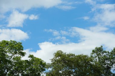 Uzun yeşil ağaçlı Asya tropikal ormanı