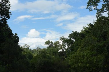 Uzun yeşil ağaçlı Asya tropikal ormanı