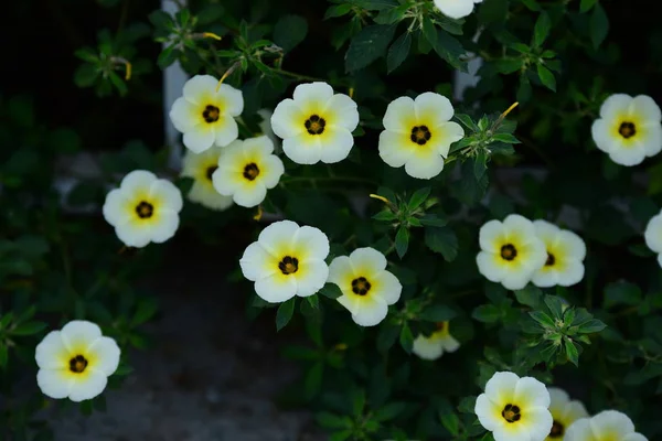 庭に咲く美しい花 — ストック写真