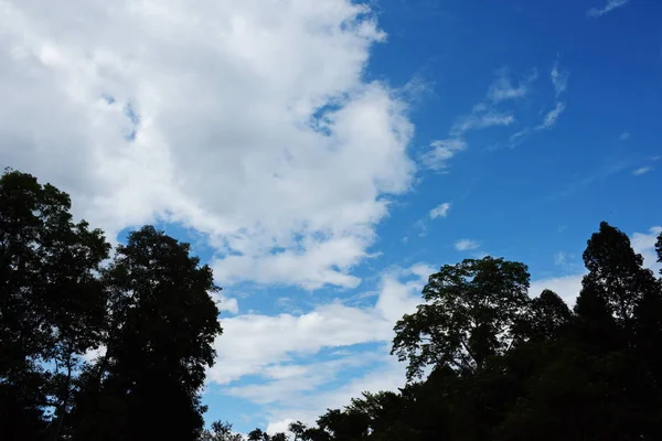 Floresta Tropical Asiática Com Árvores Verdes Altas — Fotografia de Stock