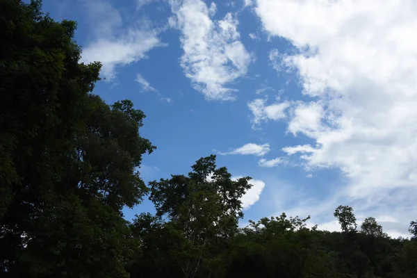 Asiatischer Tropenwald Mit Hohen Grünen Bäumen — Stockfoto