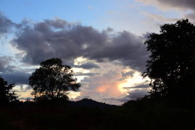 Uzun yeşil ağaçlı Asya tropikal ormanı