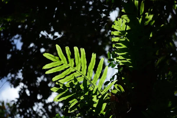 Floresta Tropical Asiática Com Árvores Verdes Altas — Fotografia de Stock