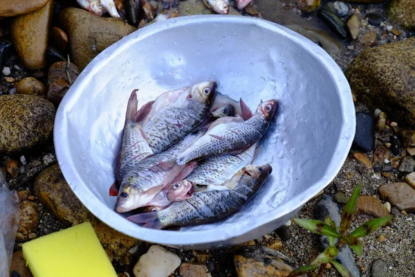 Fish in bowl on river coast