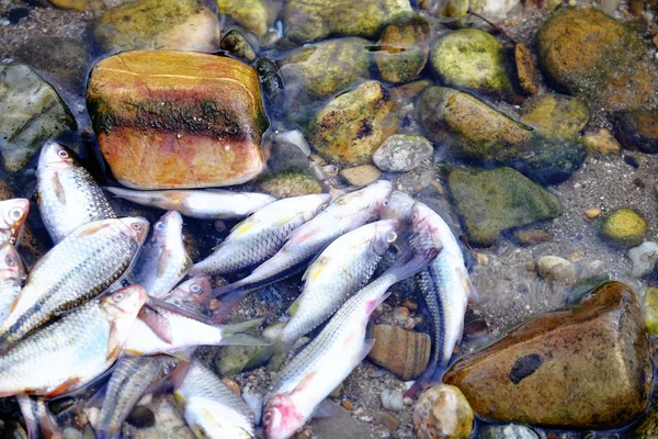 Nehir Kıyısındaki Balıklar — Stok fotoğraf